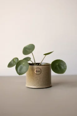 Astillbe flower pot small Ø7 cm, Beige