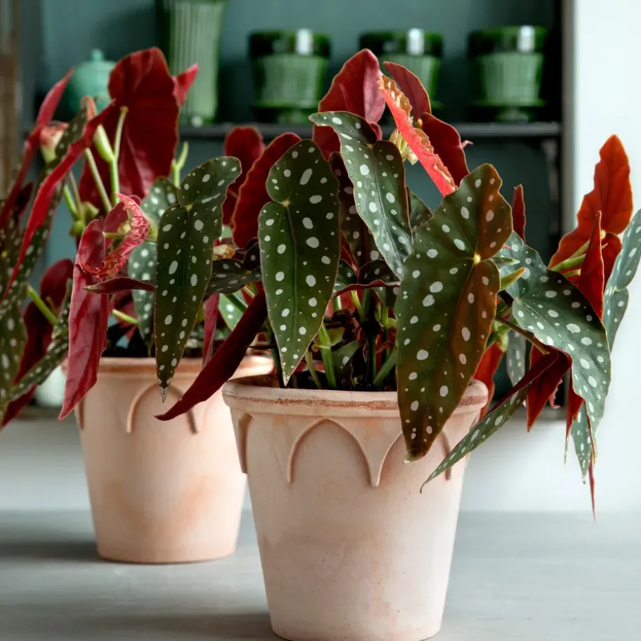 Elizabeth flower pot Ø14 cm, rose