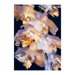 Flora Aquatica 01 poster, 70x100 cm
