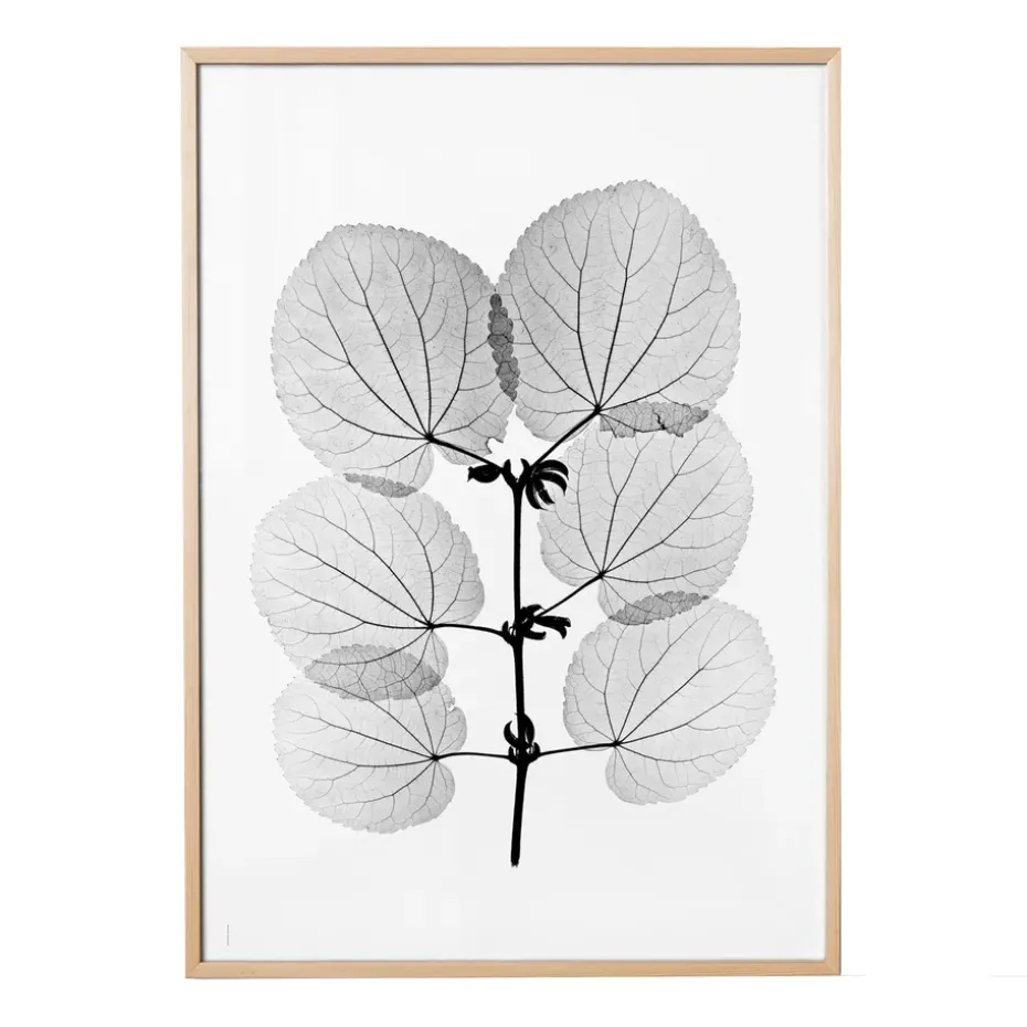 Katsura poster, 70x100 cm