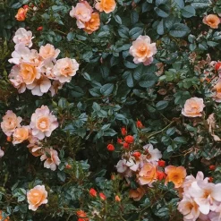 Rose poster, 70x100 cm