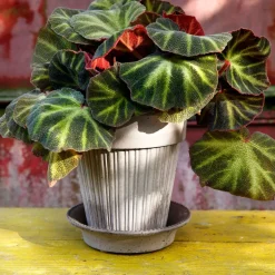 Simona flower pot 16 cm, Grey