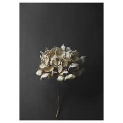 Sto Life 04 Hydrangea poster, 50x70 cm