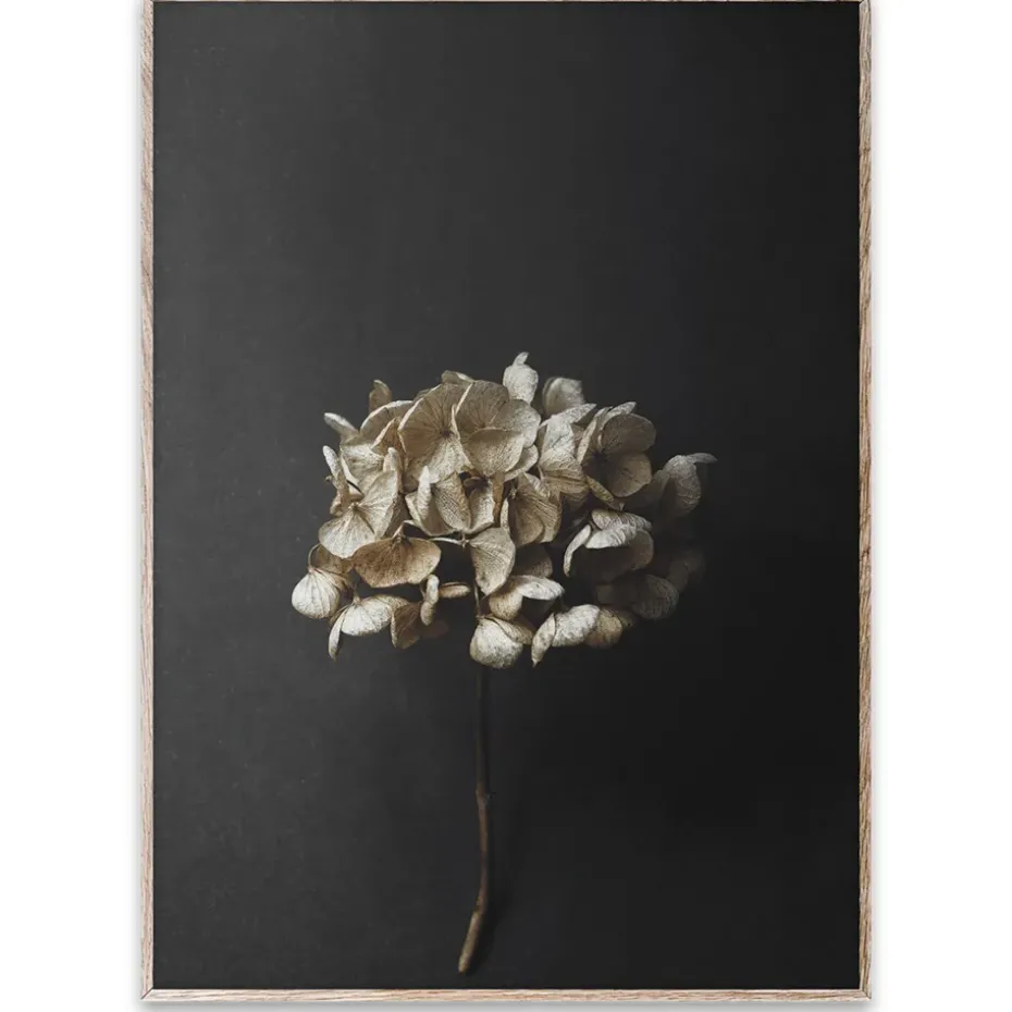 Sto Life 04 Hydrangea poster, 50x70 cm