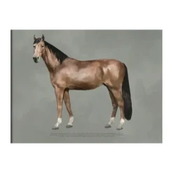 The anatomy of the horse poster, 50x70 cm