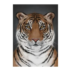 Tiger poster, 50x70 cm